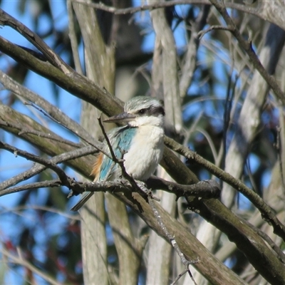 Todiramphus pyrrhopygius (Red-backed Kingfisher) at Burradoo, NSW - 15 Sep 2024 by Span102