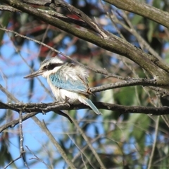 Todiramphus pyrrhopygius at Burradoo, NSW - suppressed
