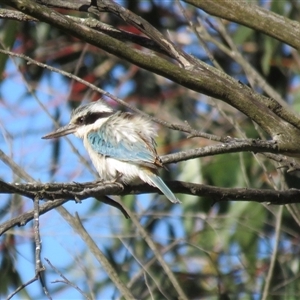 Todiramphus pyrrhopygius at Burradoo, NSW - suppressed