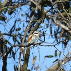 Todiramphus pyrrhopygius at Burradoo, NSW - suppressed