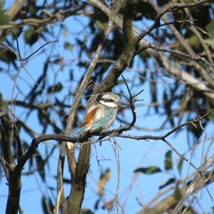 Todiramphus pyrrhopygius at Burradoo, NSW - suppressed