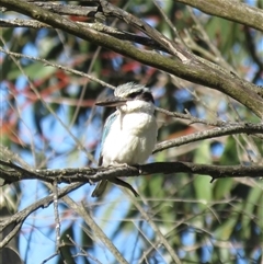 Todiramphus pyrrhopygius at Burradoo, NSW - 15 Sep 2024