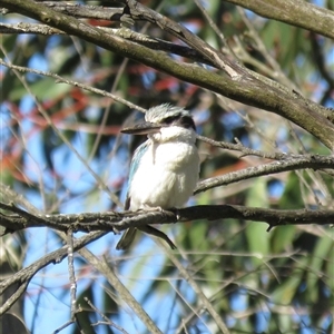 Todiramphus pyrrhopygius at Burradoo, NSW - suppressed