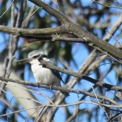 Todiramphus pyrrhopygius at Burradoo, NSW - suppressed