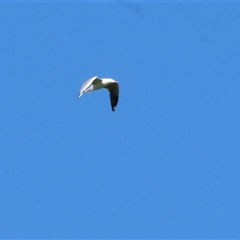 Chroicocephalus novaehollandiae (Silver Gull) at Baranduda, VIC - 15 Sep 2024 by KylieWaldon