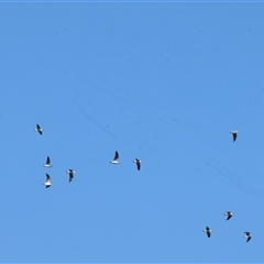 Chroicocephalus novaehollandiae at Baranduda, VIC - 15 Sep 2024 10:39 AM