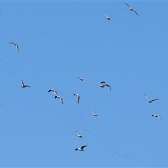 Chroicocephalus novaehollandiae at Baranduda, VIC - 15 Sep 2024 10:39 AM