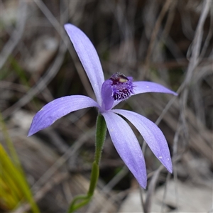 Pheladenia deformis at Cowra, NSW - suppressed