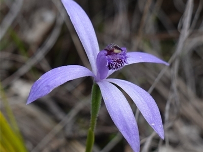 Pheladenia deformis (Blue Fairies) at Cowra, NSW - 30 Aug 2024 by RobG1