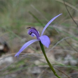 Pheladenia deformis at Cowra, NSW - suppressed