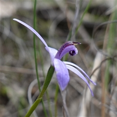 Pheladenia deformis at Cowra, NSW - suppressed