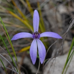 Pheladenia deformis at Cowra, NSW - 30 Aug 2024