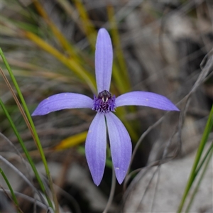 Pheladenia deformis at Cowra, NSW - suppressed