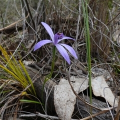 Pheladenia deformis at Cowra, NSW - suppressed