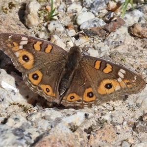 Junonia villida at Bandiana, VIC - 15 Sep 2024 10:45 AM