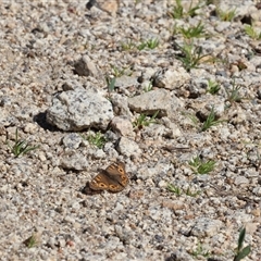 Junonia villida at Bandiana, VIC - 15 Sep 2024 10:45 AM