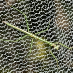 Pseudomantis albofimbriata at Higgins, ACT - 2 Jun 2024 by AlisonMilton