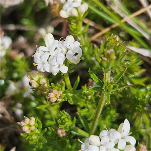 Asperula conferta at Braidwood, NSW - 15 Sep 2024