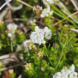 Asperula conferta at Braidwood, NSW - 15 Sep 2024