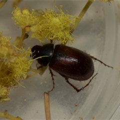 Heteronyx sp. (genus) (Scarab beetle) at Higgins, ACT - 5 Sep 2024 by AlisonMilton