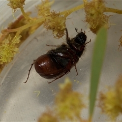 Heteronyx sp. (genus) at Higgins, ACT - 5 Sep 2024