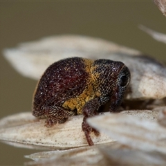 Haplonyx (genus) (Unidentified Haplonyx weevil) at Murrumbateman, NSW - 15 Sep 2024 by amiessmacro