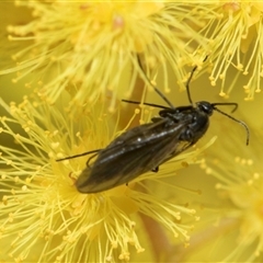 Sciaridae sp. (family) (Black fungus gnat) at Higgins, ACT - 3 Sep 2024 by AlisonMilton