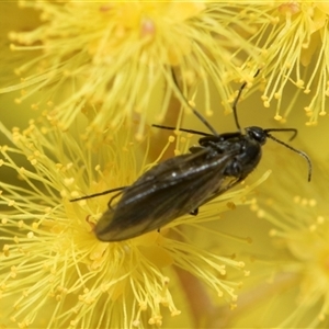 Sciaridae sp. (family) at Higgins, ACT - 3 Sep 2024