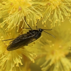 Sciaridae sp. (family) at Higgins, ACT - 3 Sep 2024