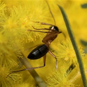 Camponotus consobrinus at Higgins, ACT - 3 Sep 2024