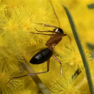 Camponotus consobrinus (Banded sugar ant) at Higgins, ACT - 3 Sep 2024 by AlisonMilton