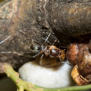 Iridomyrmex rufoniger at Higgins, ACT - 3 Sep 2024