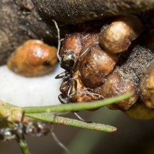 Iridomyrmex rufoniger at Higgins, ACT - 3 Sep 2024