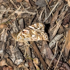 Vanessa kershawi (Australian Painted Lady) at Higgins, ACT - 3 Sep 2024 by AlisonMilton