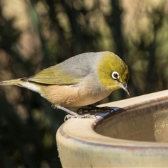 Zosterops lateralis (Silvereye) at Higgins, ACT - 13 Sep 2024 by AlisonMilton