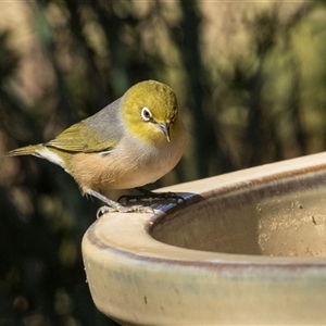 Zosterops lateralis at Higgins, ACT - 13 Sep 2024