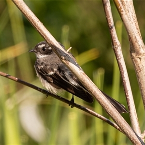 Rhipidura albiscapa at Higgins, ACT - 10 Sep 2024 10:03 AM