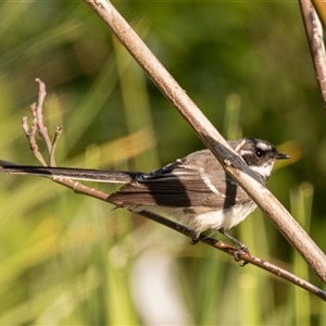 Rhipidura albiscapa at Higgins, ACT - 10 Sep 2024 10:03 AM