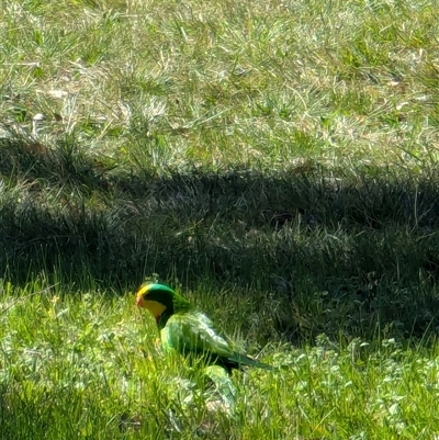 Polytelis swainsonii (Superb Parrot) at Watson, ACT - 15 Sep 2024 by AniseStar