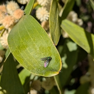 Dolichopodidae (family) at Watson, ACT - 15 Sep 2024 09:29 AM