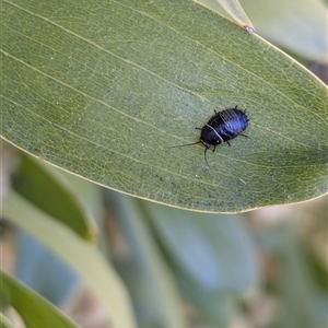 Ellipsidion australe at Watson, ACT - 15 Sep 2024