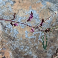 Indigofera australis subsp. australis (Australian Indigo) at Watson, ACT - 10 Sep 2024 by AniseStar