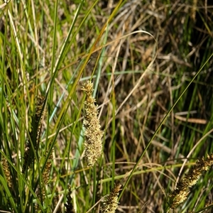 Carex appressa at Watson, ACT - 10 Sep 2024