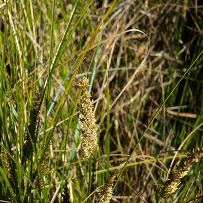 Carex appressa (Tall Sedge) at Watson, ACT - 10 Sep 2024 by AniseStar