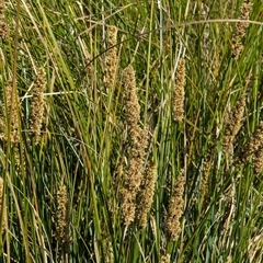 Carex appressa at Watson, ACT - 10 Sep 2024