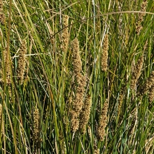 Carex appressa at Watson, ACT - 10 Sep 2024