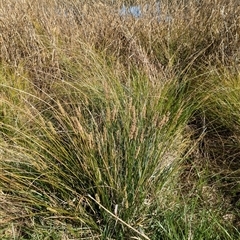 Carex appressa at Watson, ACT - 10 Sep 2024