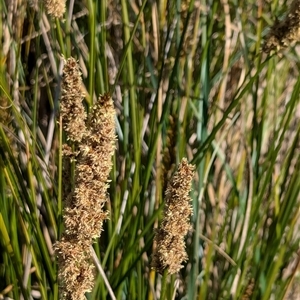 Carex appressa at Watson, ACT - 10 Sep 2024