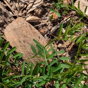 Vicia sativa subsp. nigra at Watson, ACT - 10 Sep 2024