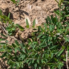 Vicia sativa subsp. nigra at Watson, ACT - 10 Sep 2024